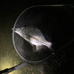 クロダイ