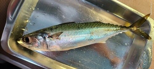 サバの釣果
