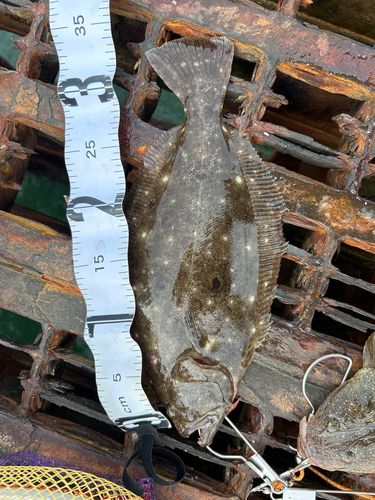 ヒラメの釣果
