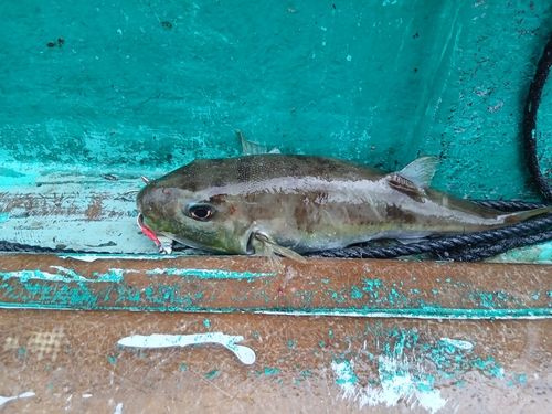 フグの釣果