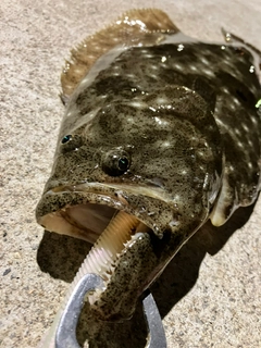 ヒラメの釣果