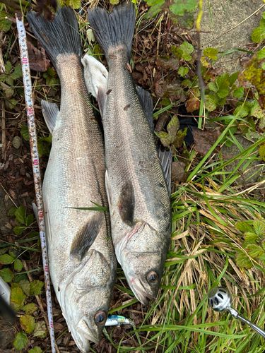 シーバスの釣果