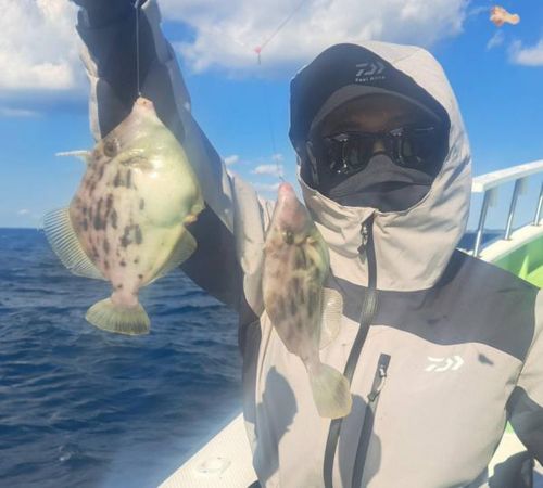 カワハギの釣果