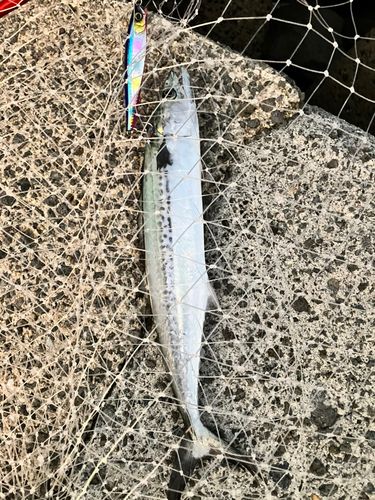 サゴシの釣果