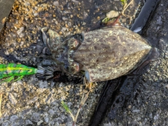 コウイカの釣果