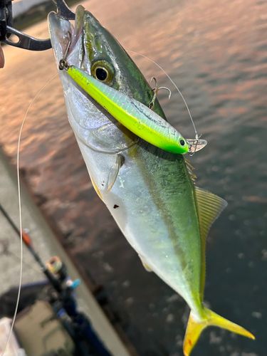 ツバイソの釣果