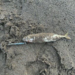 サバ
