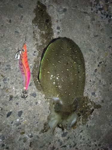 コウイカの釣果