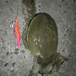 コウイカ