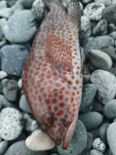 オオモンハタの釣果
