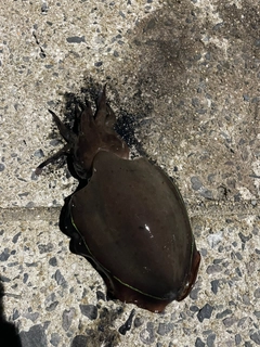 コウイカの釣果