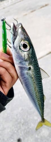 サバの釣果