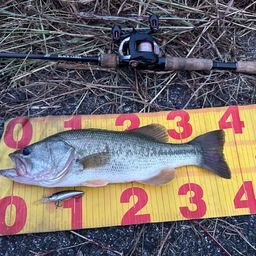 ラージマウスバス