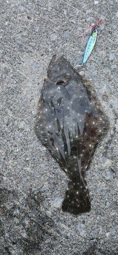 ヒラメの釣果