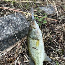 ラージマウスバス