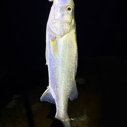 セイゴ（ヒラスズキ）