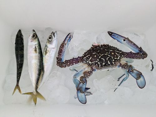 サバの釣果