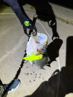 セイゴ（ヒラスズキ）の釣果