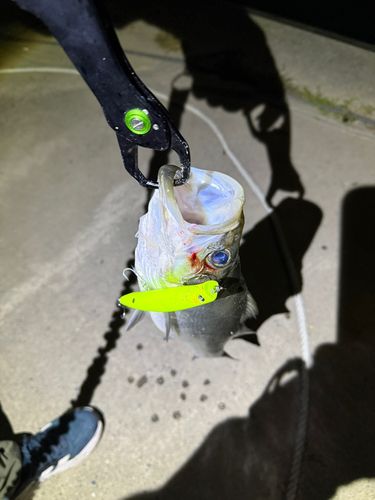 セイゴ（ヒラスズキ）の釣果