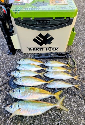 アジの釣果