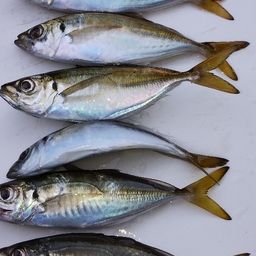 アジ