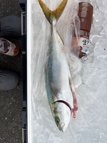 イナダの釣果