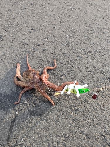 タコの釣果
