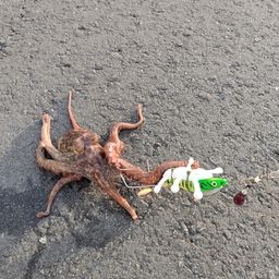 タコ