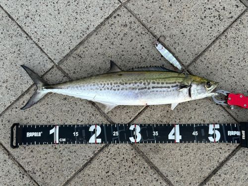 サゴシの釣果