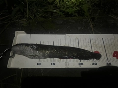 ナマズの釣果