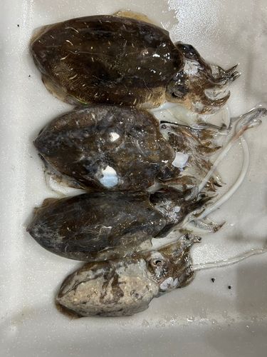 モンゴウイカの釣果