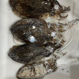 モンゴウイカ