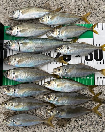 マアジの釣果