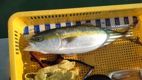 フクラギの釣果