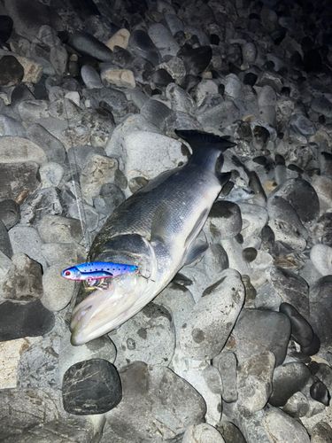 ヒラスズキの釣果