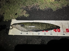 ナマズの釣果