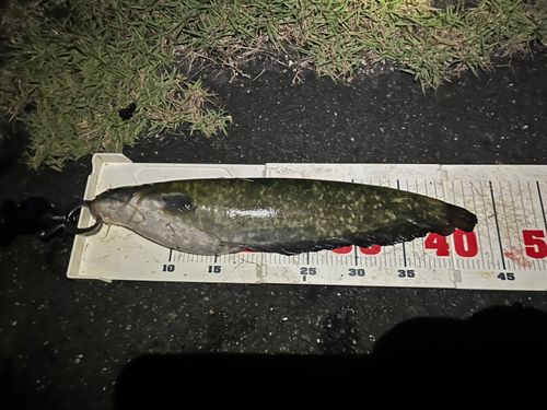 ナマズの釣果