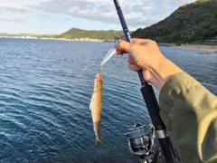エソの釣果