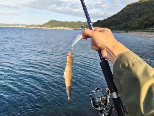 エソの釣果