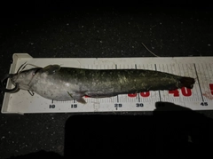 ナマズの釣果