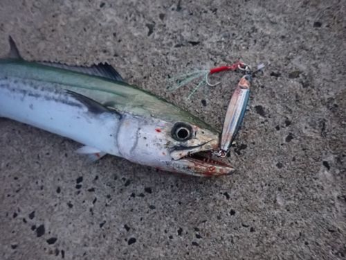 サゴシの釣果