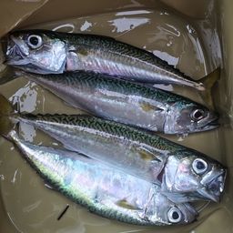 サバ