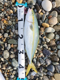 フクラギの釣果