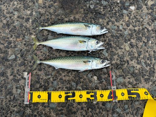 マサバの釣果