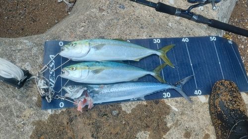 コゾクラの釣果