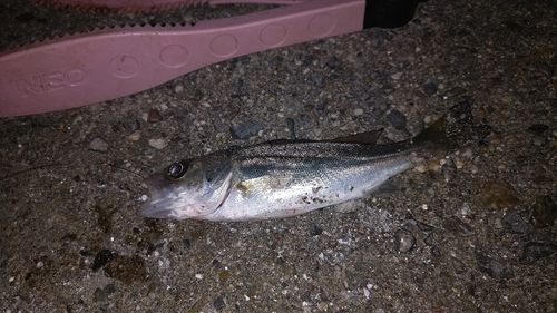 セイゴ（タイリクスズキ）の釣果
