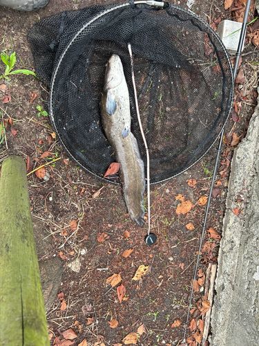 ナマズの釣果