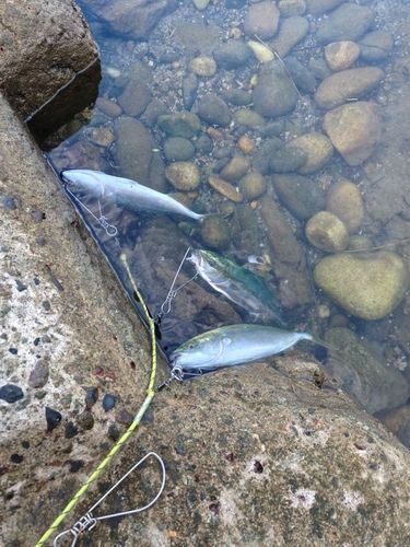 ツバスの釣果