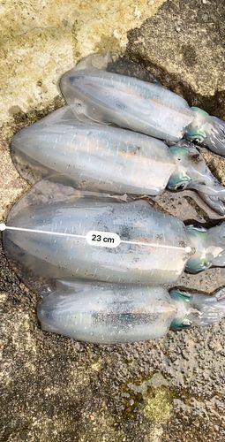 アオリイカの釣果