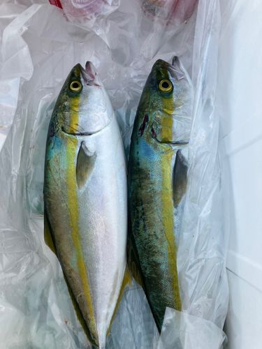 ハマチの釣果